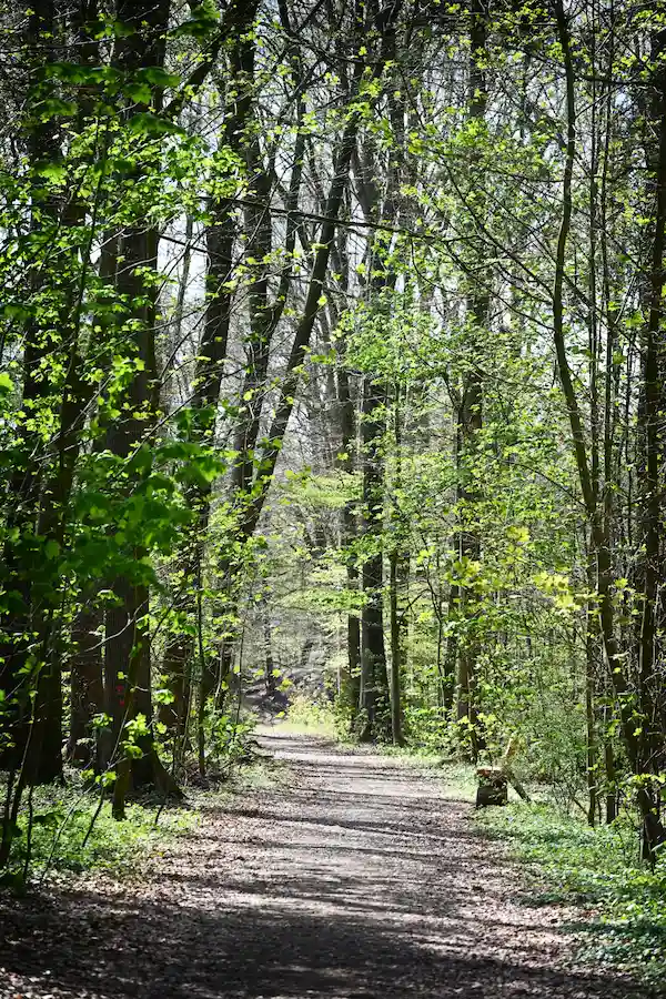 waldweg-dunkel-hell