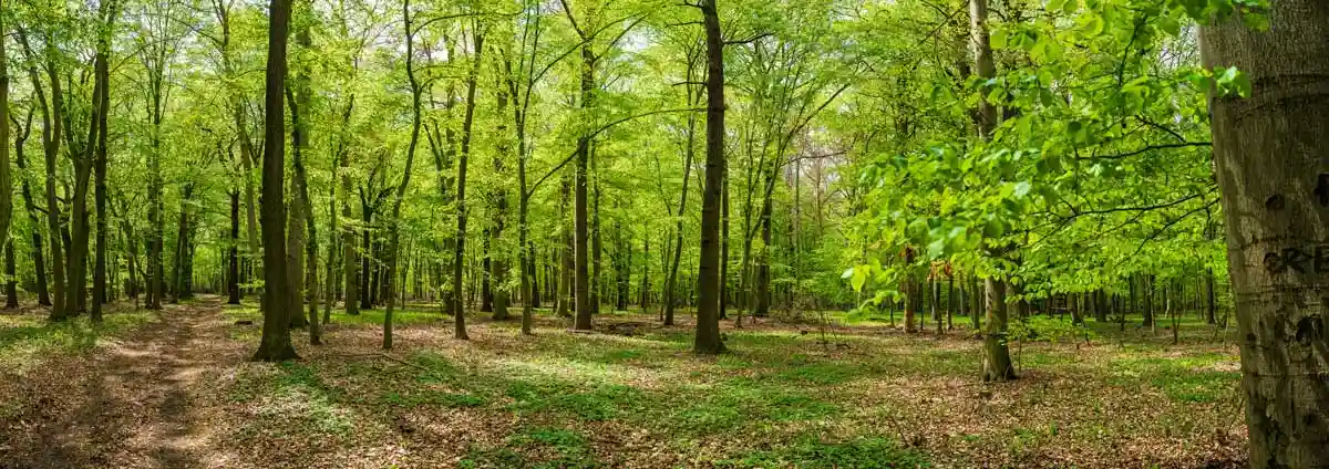 waldpanorama