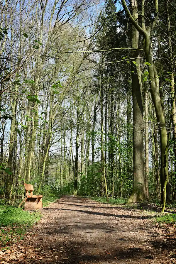 waldweg-mit-bank