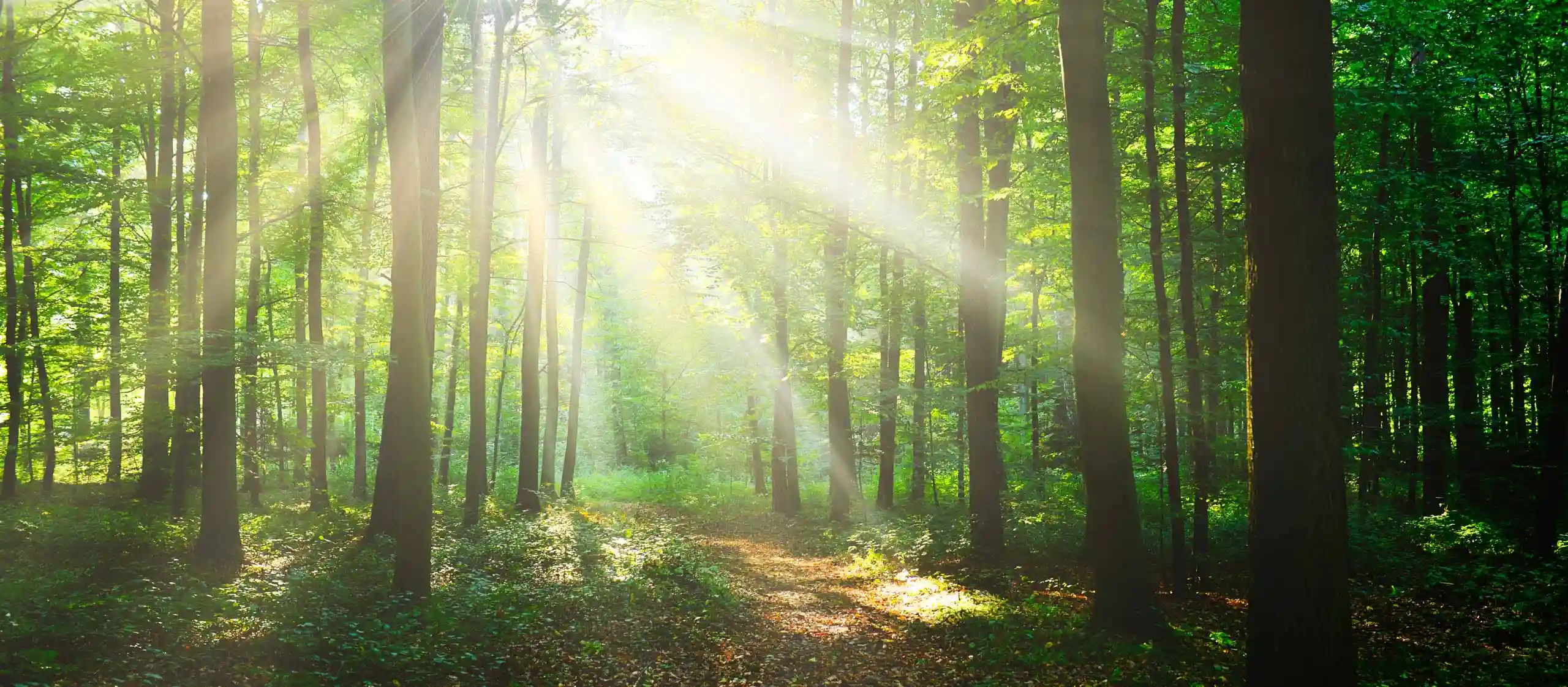 waldweg-sonnenlicht